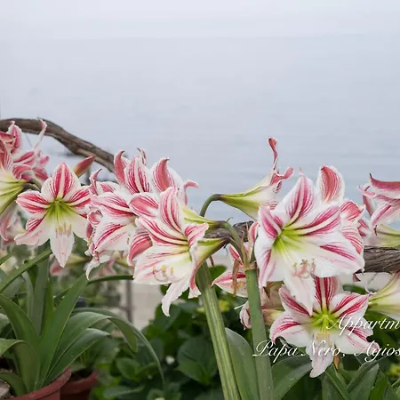 Appartments Zoe Апарт-отель 3*