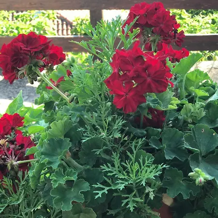 Appartments Zoe Agios Ioannis (Thessaly)