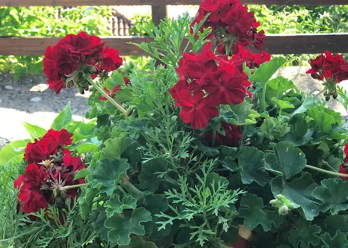 Appartments Zoe Agios Ioannis (Thessaly)