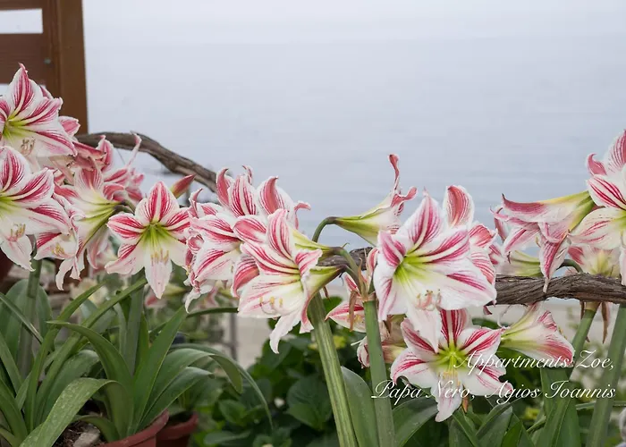 Appartments Zoe Ξενοδοχείο με διαμερίσματα 3*